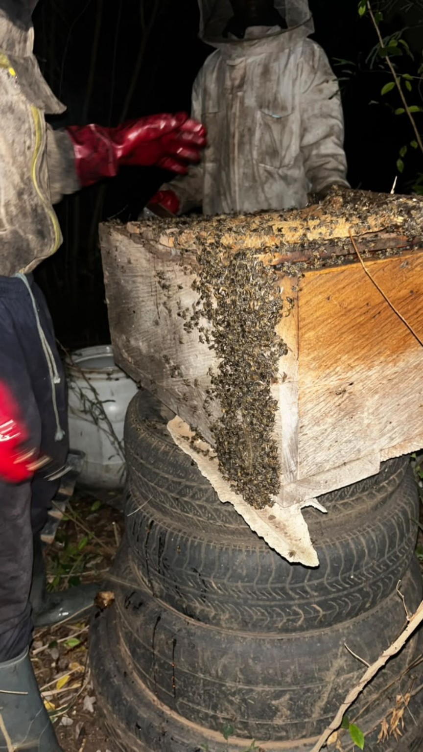 Beekeepers inspecting honeycomb